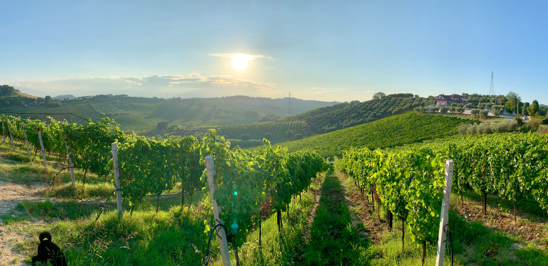Wijngaard in Marche, Italië - druiven voor frisse verdicchio-wijnen