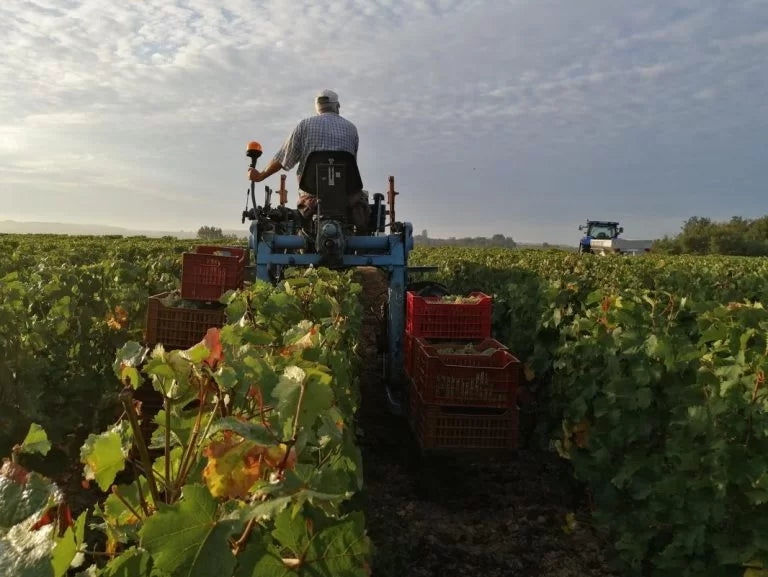 Wijnboer op tractor rijdt door de wijngaarden van de Loire - ambacht in actie