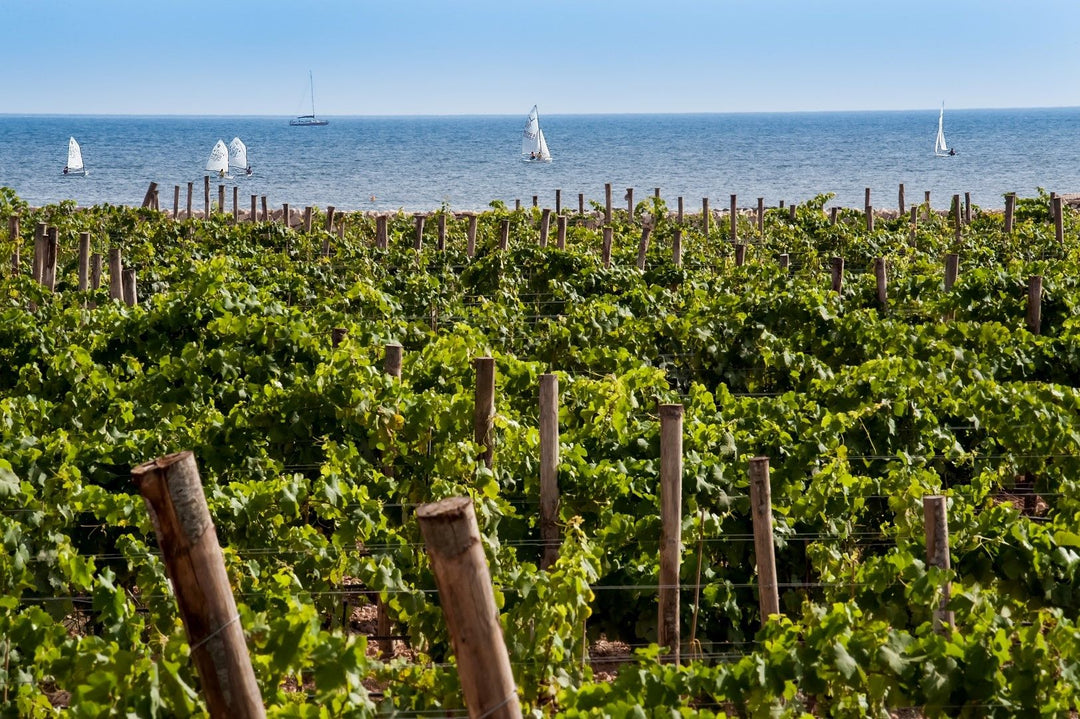 Wijngaarden op Sicilië met uitzicht op de Middellandse Zee - zon, wind en terroir in balans