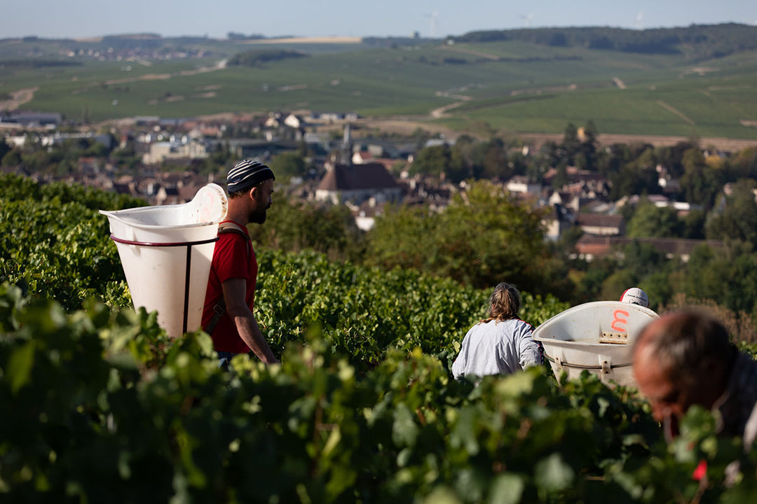 Druivenplukkers aan het werk in een wijngaard in Bourgogne - handmatige oogst voor verfijnde pinot noir
