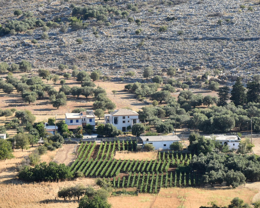 Klein wijndomein op Kreta - tussen heuvels en rotsen in de zonovergoten wijnregio