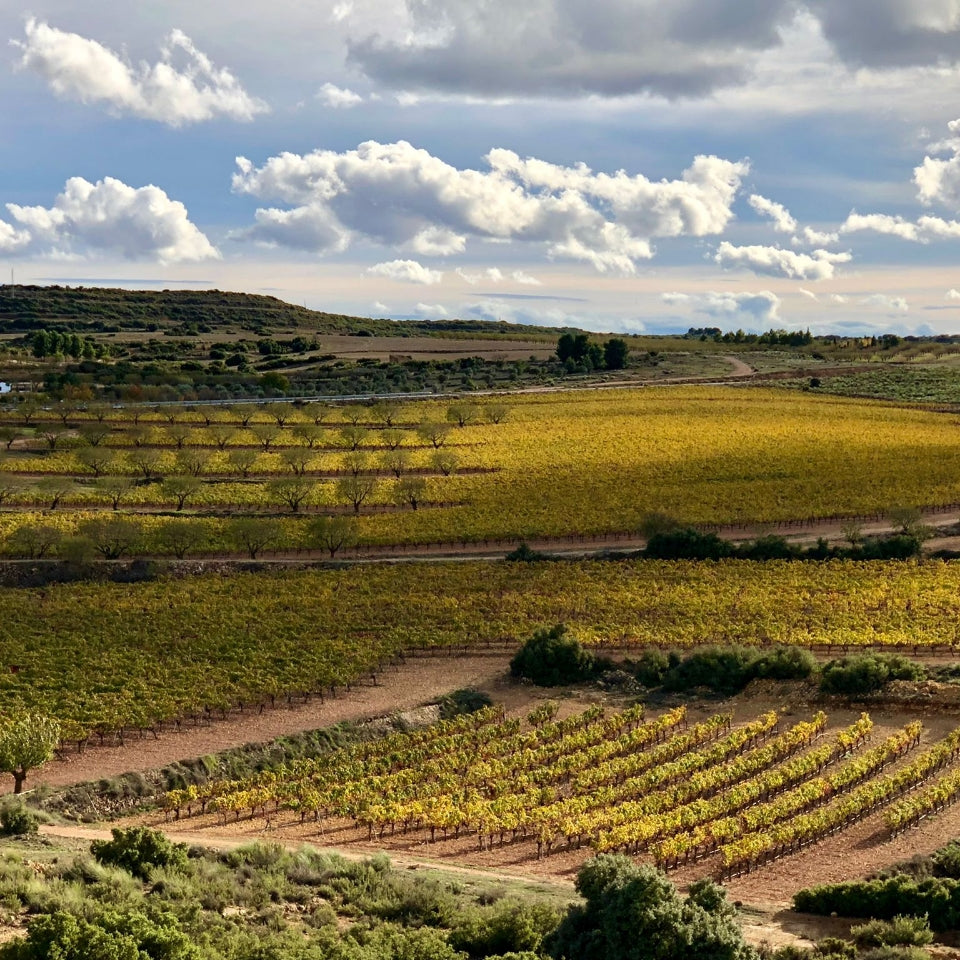 Glooiende wijngaarden in La Mancha -uitgestrekt wijnlandschap in Centraal-Spanje