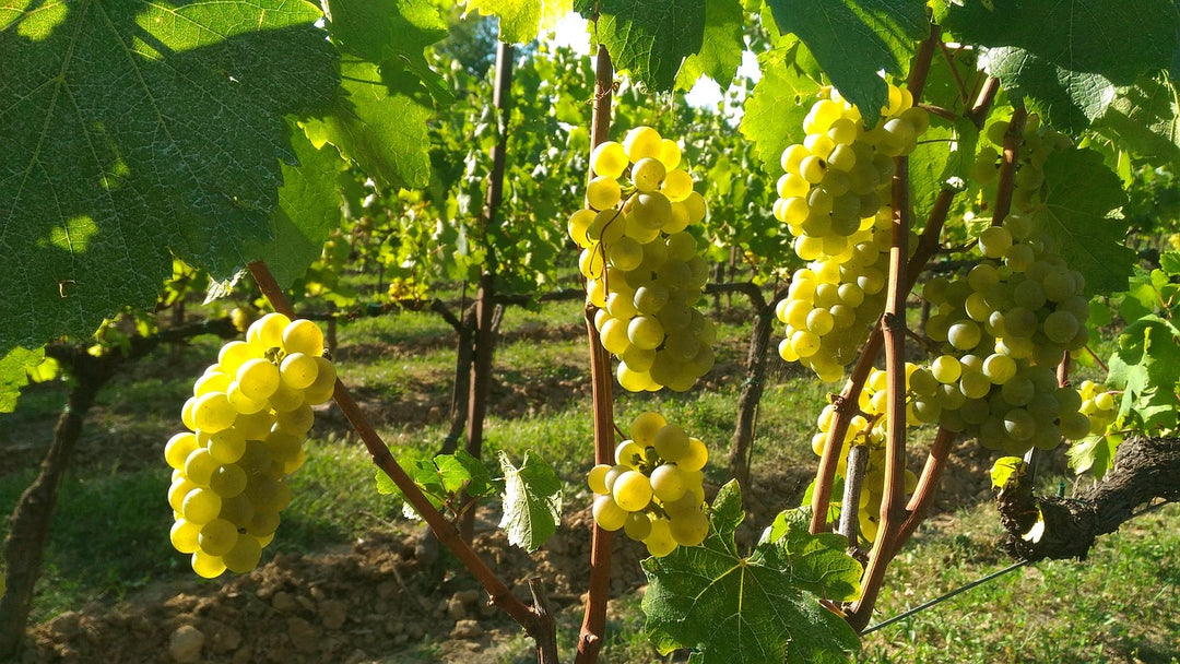 Chardonnay- en pinot noir-druiven voor Franciacorta - basis van verfijnde Italiaanse bubbels