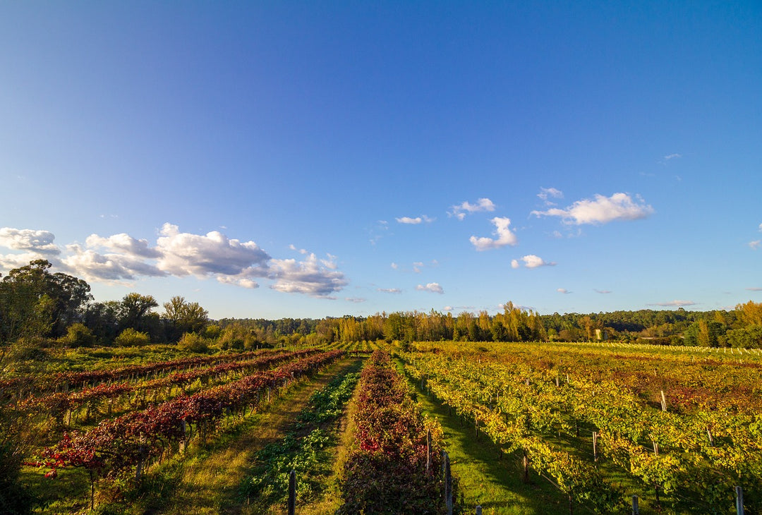 Lommerrijke wijnvelden in Vinho Verde - uitgestrekte wijngaarden in het noorden van Portugal