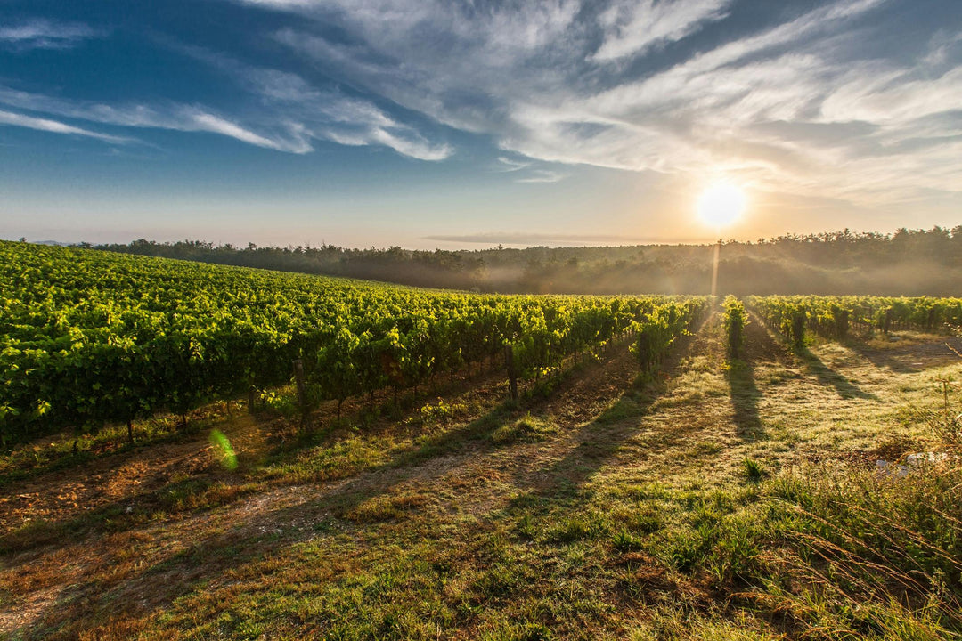 Wijngaard in Toscane bij zonsondergang - warme gloed over de rijen sangiovese-druiven
