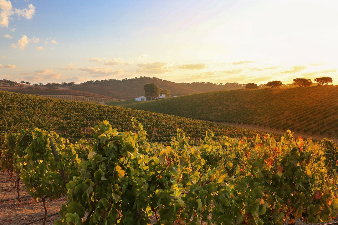 Zonsondergang over een heuvelachtige wijngaard in Alentejo - warme Portugese wijnsfeer