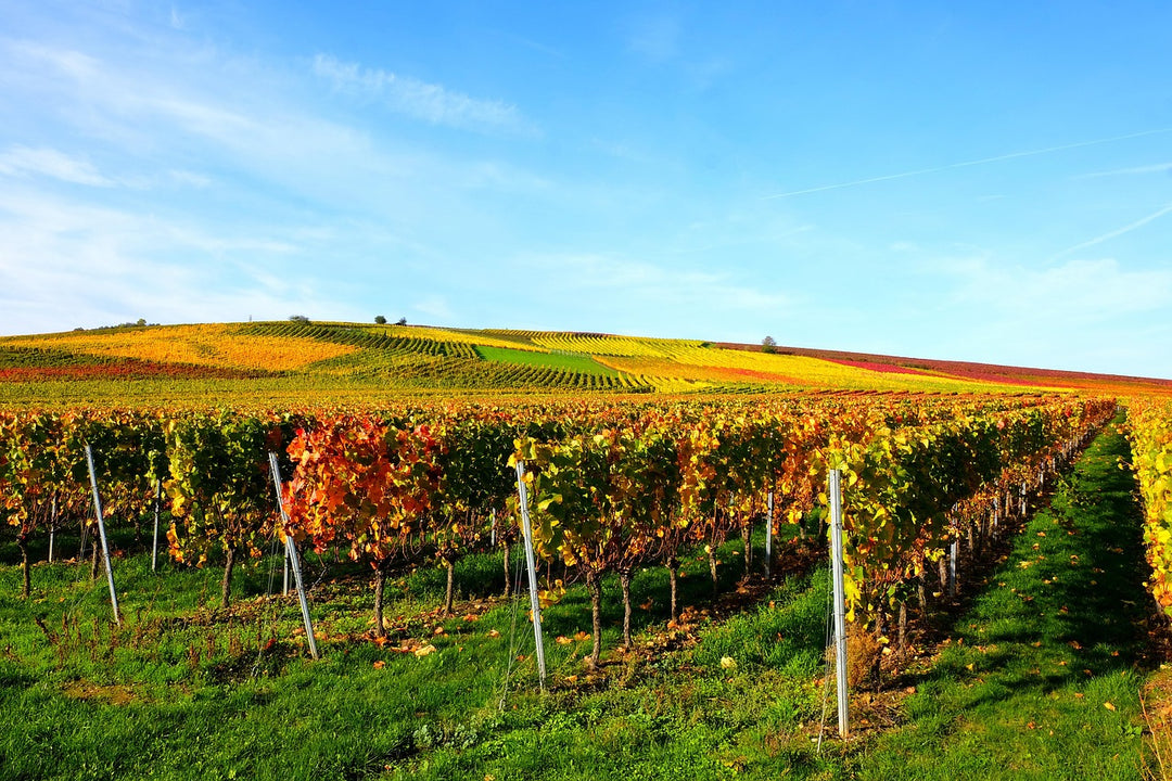 Wijngaarden in Rheinhessen -zachtglooiende wijnvelden voor Riesling