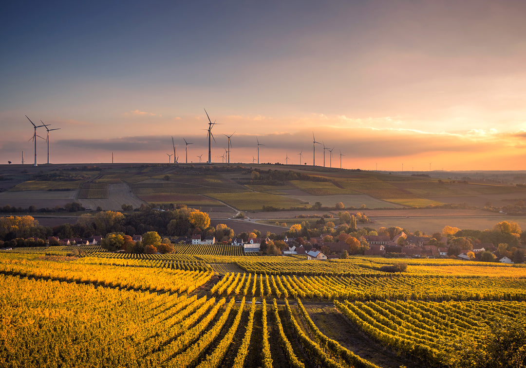 Wijnvelden in Ștefan Vodă bij zonsondergang - Moldavische rust en rijkdom in één beeld