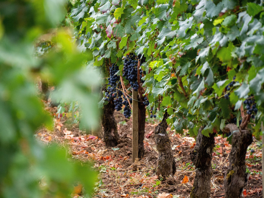 Bordeaux in beweging