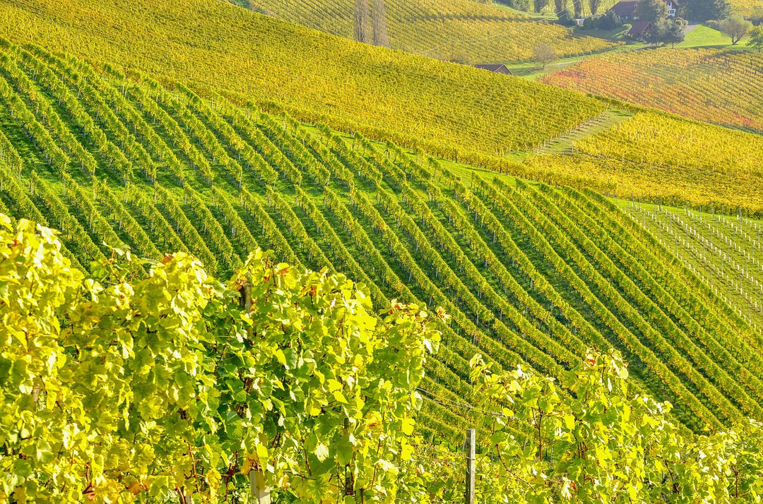Südsteiermark – Het groene hart van Oostenrijkse wijn