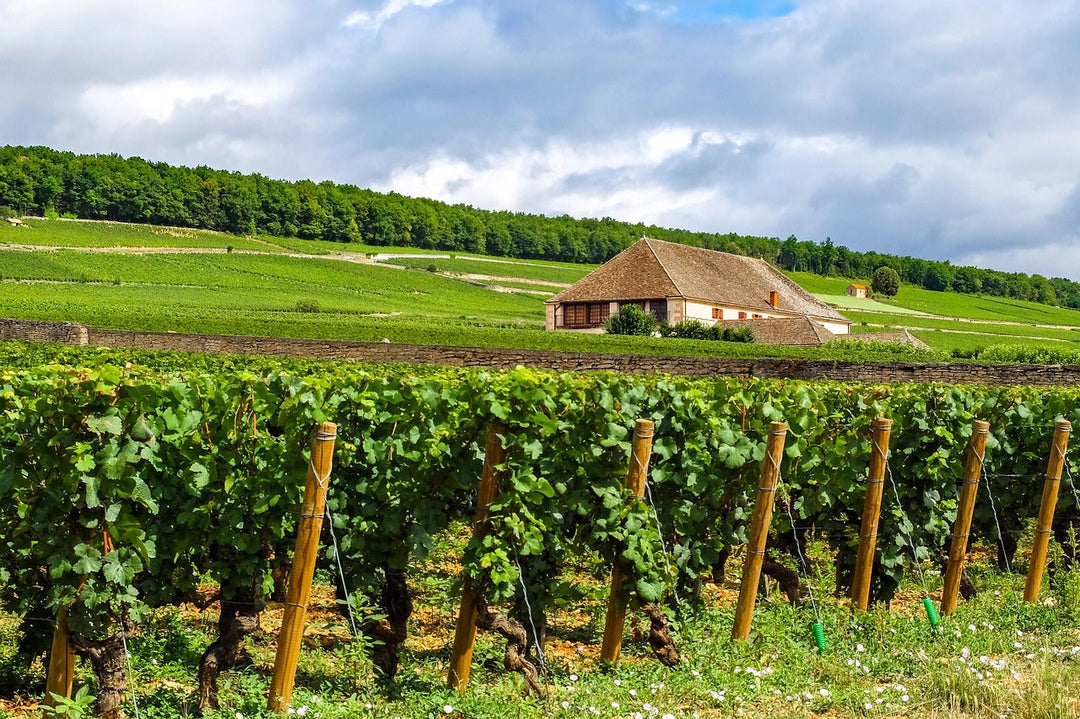 Bourgogne - De Edele Kunst van Wijnmaken