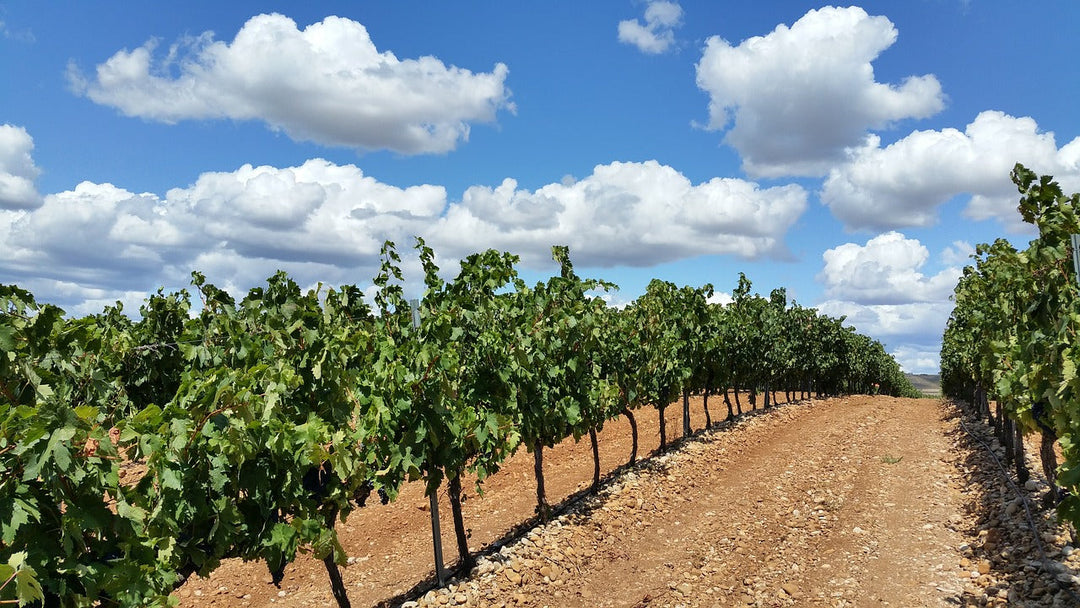 Rioja - De Klassieke Elegantie van Spaanse Wijnen