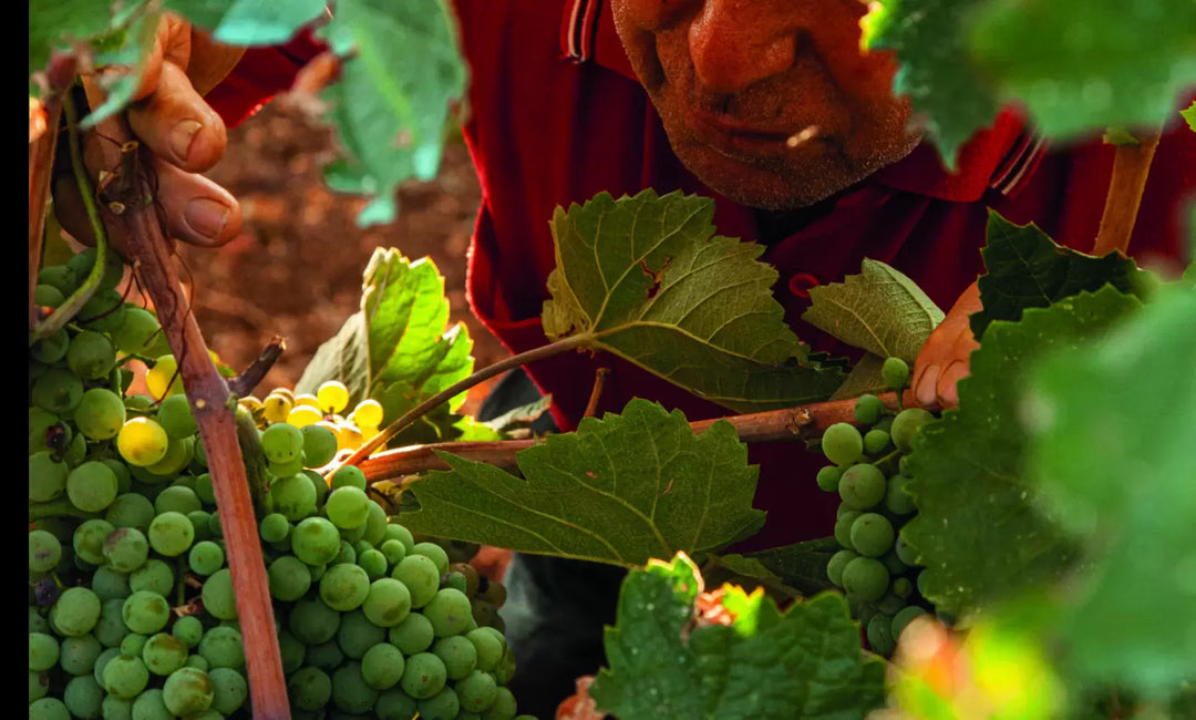 Zuid-Italiaanse druiven in Puglia - basis voor volle rode en roséwijnen